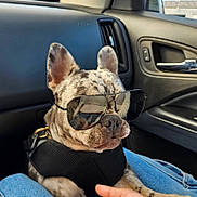 Chanel is registered to the contest to win money with this photo: animal, car_interior, close_up, cute, dashboard, denim, dog, door_handle, french_bulldog, harness, human_hand, leather, paw, portrait, reflection, seat, sunglasses, travel, vent, window