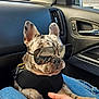 animal, car_interior, close_up, cute, dashboard, denim, dog, door_handle, french_bulldog, harness, human_hand, leather, paw, portrait, reflection, seat, sunglasses, travel, vent, window