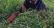 Typhon participe au concours pour gagner de l'argent avec cette photo : animal, backyard, canine, dog, ears, eyes, fur, grass, greenery, laying_down, nature, outdoor, pet, pool, puppy, relaxed, rottweiler, snout, summer, young_dog