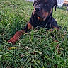 animal, backyard, canine, dog, ears, eyes, fur, grass, greenery, laying_down, nature, outdoor, pet, pool, puppy, relaxed, rottweiler, snout, summer, young_dog