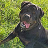 Typhon participe au concours pour gagner de l'argent avec cette photo : animal, canine, collar, cute, dog, friendly, grass, greenery, happy, mammal, nature, outdoor, pet, playful, rottweiler, sitting, smiling, summer, sunlight, tongue_out