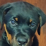 Typhon a rejoint le concours — aidez-le/la à gagner de superbes lots ! animal, black, canine, close_up, collar, cute, dog, ears, eyes, face, fur, indoor, nose, pet, portrait, puppy, rottweiler, tan, wooden_floor, young