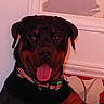 Typhon participe au concours pour gagner de l'argent avec cette photo : animal, black_and_tan, closeup, collar, companion, cute, dog, domestic_animal, floral_wallpaper, friendly, happy, indoor, mammal, pet, picture_frame, portrait, rottweiler, sitting, tongue_out, wall