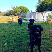 Dorca a rejoint le concours — aidez-le/la à gagner de superbes lots ! animal, architecture, backyard, building, canine, dog, field, grass, grassland, labradorretriever, lawn, nature, outdoors, person, pet, plant, shelter, summer, tree, yard