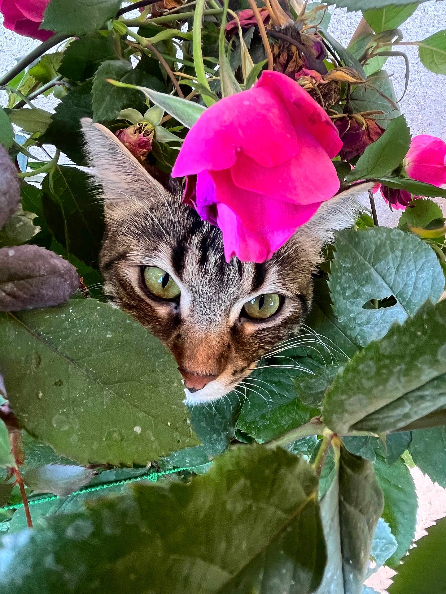 Olympe participe au concours pour gagner de l'argent avec cette photo : cat, tabby_cat, feline, rose, flower, petals, leaves, greenery, whiskers, green_eyes, close_up, portrait, peeking, curious, garden, plant, outdoor, foliage, nose, pink_flower