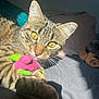 cat, tabby_cat, feline, pet, toy, plush_toy, pink_toy, paw, whiskers, golden_eyes, ears, stripe_pattern, sunlight, bed, blanket, indoor, close_up, portrait, cozy, relaxed