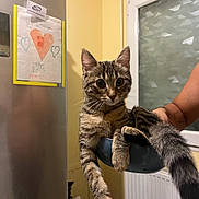 Olympe participe au concours pour gagner de l'argent avec cette photo : cat, tabby_cat, kitten, bowl, paws, tail, whiskers, indoor, kitchen, refrigerator, drawing, heart_drawing, yellow_wall, window, radiator, person_arm, stainless_steel, home_interior, curious_expression, pet