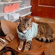 Summer joined the competition — help win amazing prizes! accessory, boot, bowl, cat, cozy, floor, indoor, messy_room, pet_collar, pet_food, pet_tag, portrait, resting, shoe, storage_box, striped_tail, sweater, tabby_cat, whiskers, wooden_door