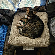 Cinder joined the competition — help win amazing prizes! cat, comfortable, cozy, curtain, domestic_animal, fluffy_bed, furniture, indoor, nap, patterned_curtain, paws, pet_bed, relaxed, resting, shadow, sleeping, soft_light, striped_fur, tabby_cat, whiskers