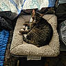 cat, comfortable, cozy, curtain, domestic_animal, fluffy_bed, furniture, indoor, nap, patterned_curtain, paws, pet_bed, relaxed, resting, shadow, sleeping, soft_light, striped_fur, tabby_cat, whiskers
