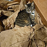 Cinder joined the competition — help win amazing prizes! brown_paper, cardboard_box, cat, closeup, collar, cozy, ears, feline, fur, gaze, indoor, packing_material, pet, plastic_container, resting, sitting, storage, tabby_cat, texture, whiskers