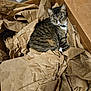 brown_paper, cardboard_box, cat, closeup, collar, cozy, ears, feline, fur, gaze, indoor, packing_material, pet, plastic_container, resting, sitting, storage, tabby_cat, texture, whiskers