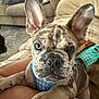 Austin joined the competition — help win amazing prizes! animal, blanket, blue_harness, close_up, companion, couch, cute, dog, domestic, ears, face, french_bulldog, fur, indoor, pet, pillow, plaid, puppy, resting, snout