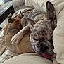 Austin joined the competition — help win amazing prizes! dog, french_bulldog, sleeping, couch, paw, snuggling, tongue_out, pet, cozy, indoor, animal, resting, friendship, cute, fur, ears, relaxed, companion, home, comfort