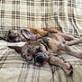 Austin joined the competition — help win amazing prizes! dog, puppy, french_bulldog, sleeping, tongue_out, blanket, plaid, cozy, indoor, pet, animal, cute, relaxed, two_dogs, napping, fur, paw, ears, snout, companion