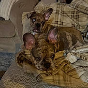 Austin is registered to the contest to win money with this photo: dog, french_bulldog, brindle, pet, animal, couch, blanket, indoor, relaxing, two_dogs, ears, fur, face, cute, companion, domestic, cozy, resting, home, mammal