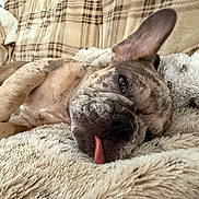 Austin is registered to the contest to win money with this photo: blanket, brown_fur, close_up, couch, cozy, cute, dog, domestic_animal, floppy_ear, fur, indoor, lying_down, pet, pillow, relaxed, resting, sleeping, snout, soft_texture, tongue_out