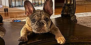 Austin is registered to the contest to win money with this photo: french_bulldog, puppy, dog, indoor, table, wooden_table, carpet, ears, pet, curious, animal, laying_down, looking_at_camera, home, floor, baby_gate, furniture, cute, domestic_animal, small_dog