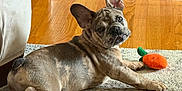 Austin is registered to the contest to win money with this photo: animal, baby_gate, carpet, cozy, curious, cute, dog, ears_up, french_bulldog, home, indoor, looking, lying_down, orange_toy, pet, pet_toy, plush_toy, puppy, toy, wooden_floor