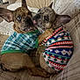 Austin is registered to the contest to win money with this photo: animal, blanket, companion, couch, cozy, cute, dog, ears, french_bulldog, friendship, fur, home, indoor, licking, pet, playful, puppy, snuggle, sweater, two_dogs