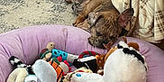 Axel is registered to the contest to win money with this photo: dog, puppy, sleeping, brindle, french_bulldog, stuffed_toys, toy_bed, purple_bed, plush_toys, indoor, carpet, blanket, cozy, cute, pet, animal, relaxing, napping, home, floor