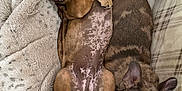 Axel joined the competition — help win amazing prizes! animal, blanket, brown, companion, couch, cozy, cute, dog, fur, fur_pattern, indoor, paw, pet, playful, puppy, relaxing, resting, sleeping, snuggling, soft