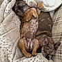 animal, blanket, brown, companion, couch, cozy, cute, dog, fur, fur_pattern, indoor, paw, pet, playful, puppy, relaxing, resting, sleeping, snuggling, soft