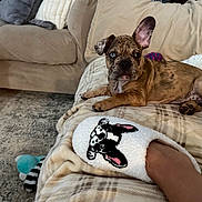 Axel joined the competition — help win amazing prizes! puppy, dog, couch, blanket, slipper, plaid, indoor, carpet, furniture, ear, paw, toy, pet, relaxing, brown, brindle, cozy, cute, animal, home