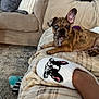 puppy, dog, couch, blanket, slipper, plaid, indoor, carpet, furniture, ear, paw, toy, pet, relaxing, brown, brindle, cozy, cute, animal, home