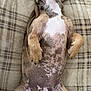 Axel is registered to the contest to win money with this photo: animal, belly_up, blanket, canine, comfortable, cozy, cute, dog, domestic, fur, indoor, lying_down, nails, paws, pet, plaid, relaxed, resting, sleepy, spotted