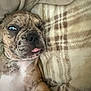 Axel is registered to the contest to win money with this photo: dog, puppy, lying_down, tongue_out, winking, brindle, blanket, plaid, soft_texture, cute, pet, animal, close_up, indoors, resting, fur, face, expression, relaxed, cozy