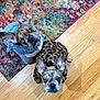 Axel joined the competition — help win amazing prizes! animal, blue_outfit, companion, costume, curious, cute, dog, domestic_animal, ears, floor, french_bulldog, indoor, leopard_print, looking_up, patterned_rug, pet, portrait, rug, two_dogs, wood_floor