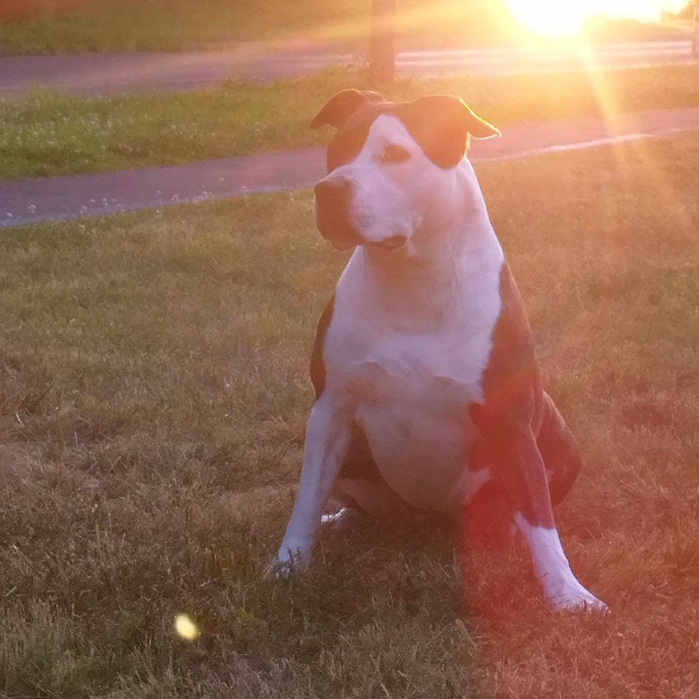 Orka participe au concours pour gagner de l'argent avec cette photo : animal, brown, calm, dog, evening, field, grass, lens_flare, nature, outdoor, park, peaceful, pet, quiet, scenic, sitting, sunlight, sunset, warm_light, white