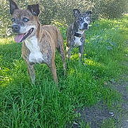 Lola a rejoint le concours — aidez-le/la à gagner de superbes lots ! dog, dogs, grass, outdoor, greenery, nature, pets, canine, playful, sunlight, brindle, collar, two_animals, alert, animal, mammal, field, daytime, happy, companions
