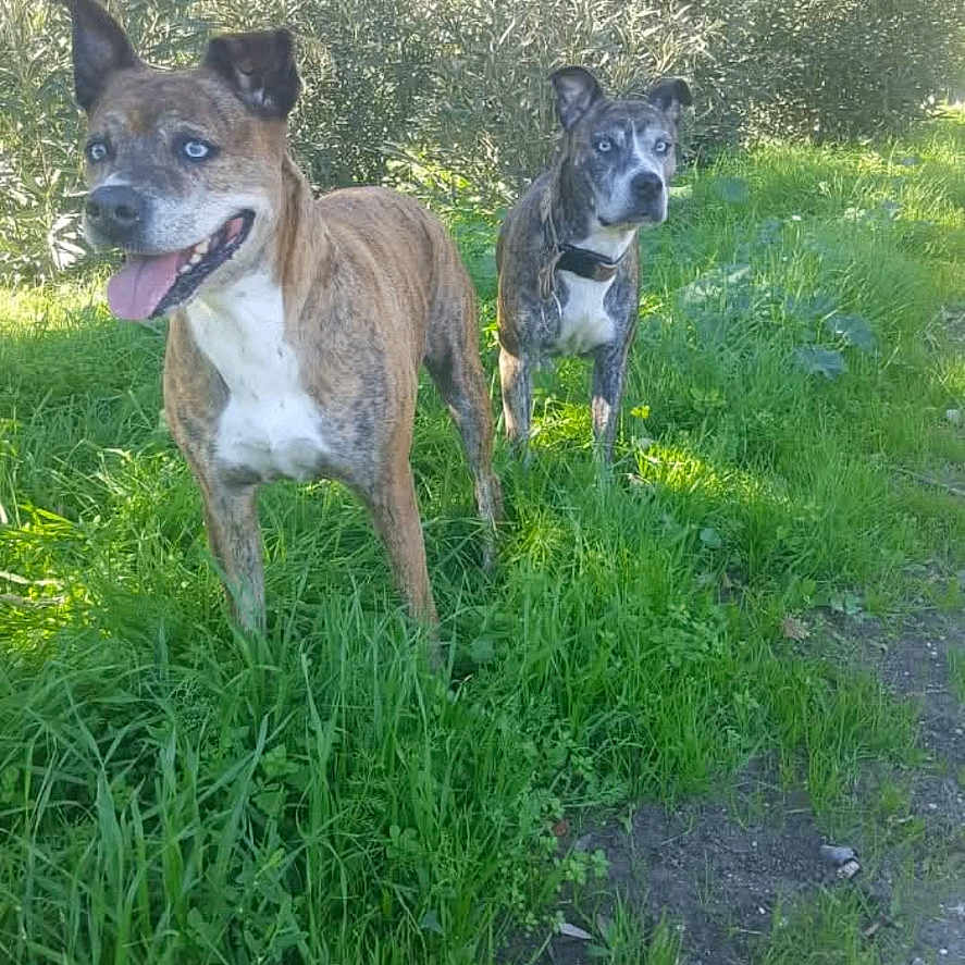 Lola a rejoint le concours — aidez-le/la à gagner de superbes lots ! dog, dogs, grass, outdoor, greenery, nature, pets, canine, playful, sunlight, brindle, collar, two_animals, alert, animal, mammal, field, daytime, happy, companions