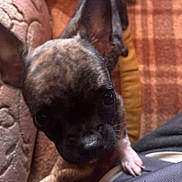 Chitie a rejoint le concours — aidez-le/la à gagner de superbes lots ! animal, blanket, brindle, close_up, couch, cozy, curious, cute, dog, ears, face, fur, indoor, pet, plaid, puppy, resting, small, texture, warm