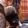 animal, blanket, brindle, close_up, couch, cozy, curious, cute, dog, ears, face, fur, indoor, pet, plaid, puppy, resting, small, texture, warm