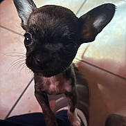 Chitie a rejoint le concours — aidez-le/la à gagner de superbes lots ! big_ears, black_coat, brown_coat, chihuahua, close_up, curious, cute, dog, eyes, indoor, looking_up, owner_leg, paw, pet, puppy, shadow, shoe, small_dog, tile_floor, whiskers