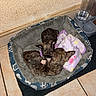 animal, black, blanket, brindle, brown, corner, cozy, cute, dog_bed, floor_tile, food_dispenser, home, indoor, pet, pink_paw, puppies, resting, snuggling, water_dispenser, young