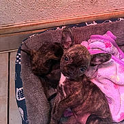 Louna a rejoint le concours — aidez-le/la à gagner de superbes lots ! puppy, dog, puppy_bed, blanket, towel, tile_floor, wall, brindle_coat, brindle, ears, cute, looking_at_camera, sleeping, cozy, snuggling, pet, paws, floor, indoor, close_up