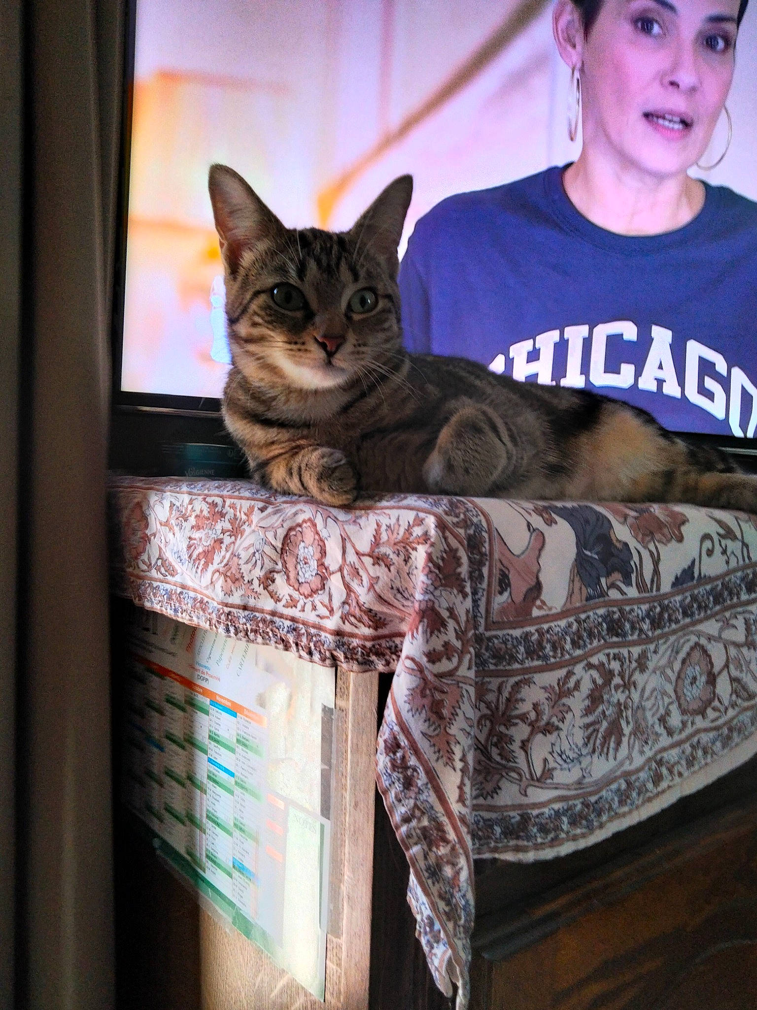 Shannel a rejoint le concours — aidez-le/la à gagner de superbes lots ! bag, baseball_cap, carnivore, cat, comfort, domestic_short_haired_cat, fawn, felidae, fur, linens, pattern, room, sitting, small_to_medium_sized_cats, t_shirt, textile, tree, visual_arts, whiskers, wood