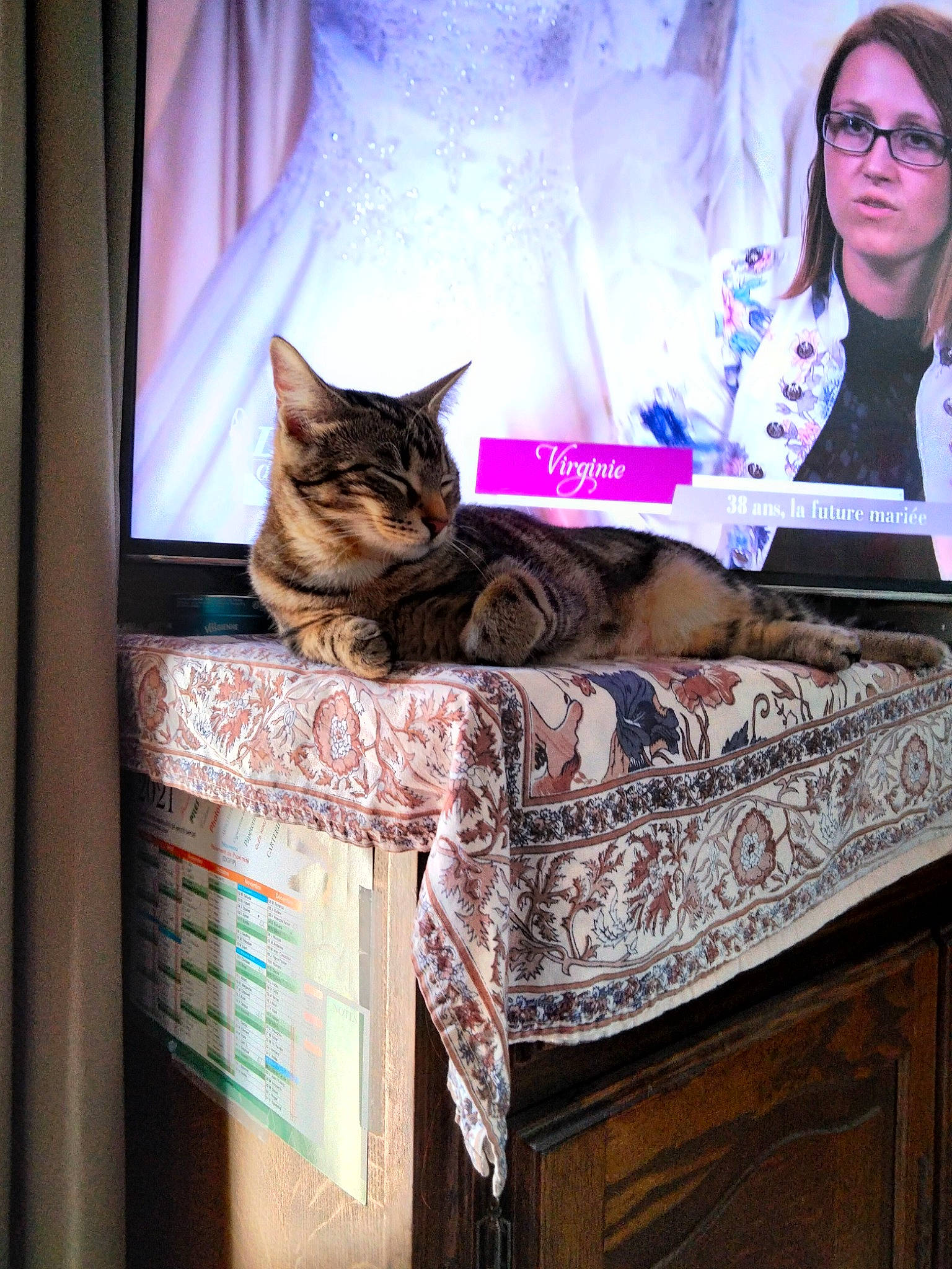 Shannel participe au concours pour gagner de l'argent avec cette photo : blue, cabinetry, carnivore, cat, comfort, eye, fawn, felidae, glasses, interior_design, mammal, pink, plant, purple, small_to_medium_sized_cats, table, textile, vertebrate, whiskers, wood