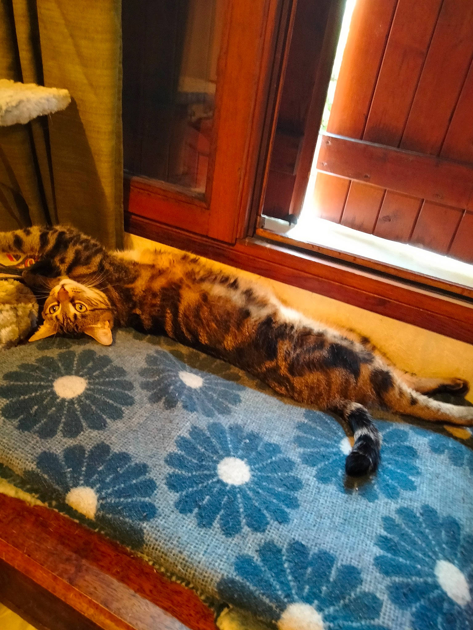 Shannel participe au concours pour gagner de l'argent avec cette photo : bed, bedding, bedroom, big_cats, carnivore, cat, comfort, felidae, floor, flooring, fur, hardwood, linens, pattern, small_to_medium_sized_cats, snout, tail, terrestrial_animal, whiskers, wood