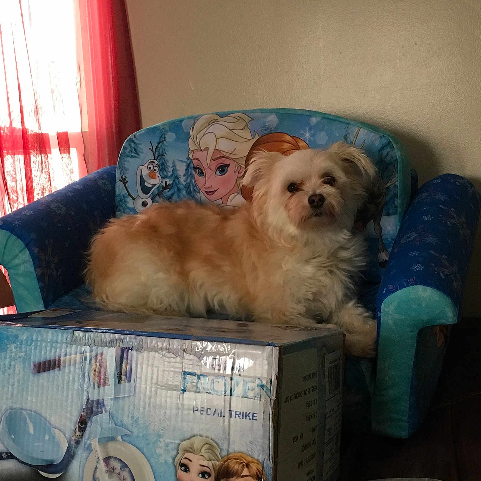 Saddie is registered to the contest to win money with this photo: box, carnivore, chair, comfort, companion_dog, couch, curtain, dog, dog_breed, dog_supply, fawn, fur, living_room, room, small_terrier, suitcase, toy, toy_dog, window, window_blind