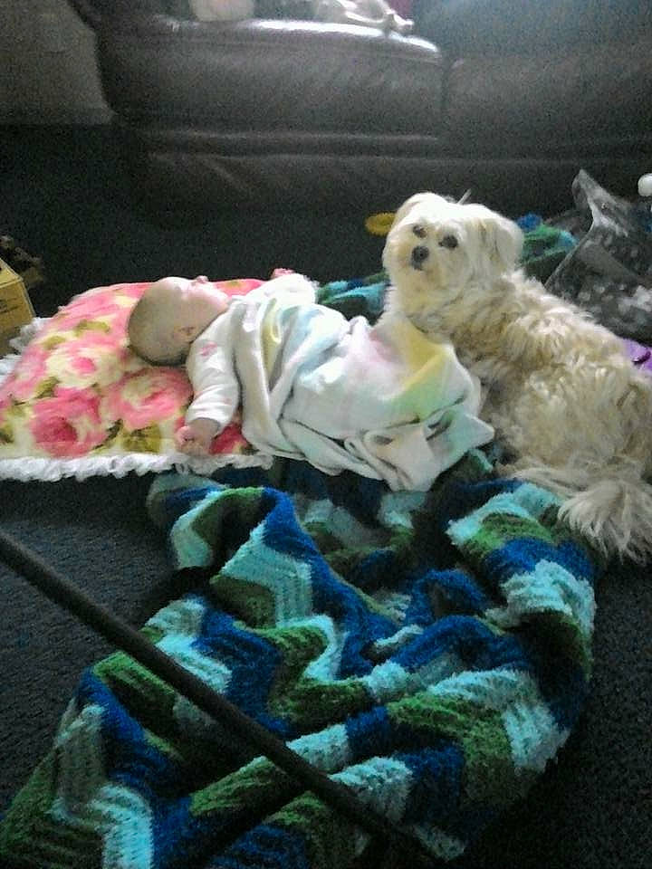 Saddie joined the competition — help win amazing prizes! baby_toddler_clothing, bedding, canidae, carnivore, comfort, companion_dog, dog, dog_breed, dog_supply, electric_blue, fur, linens, nap, small_terrier, sporting_group, stuffed_toy, toy, toy_dog, wool, woolen