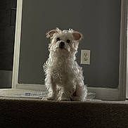 Lucas is registered to the contest to win money with this photo: animal, background, canine, carpet, curious, dog, domestic, fluffy, fur, gray_wall, house, indoor, looking, pet, portrait, power_outlet, sitting, small_dog, stair, white_dog