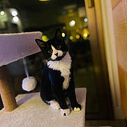 Robin a rejoint le concours — aidez-le/la à gagner de superbes lots ! cat, tuxedo_cat, pet, indoor, cat_tree, plush, curious, black_and_white, feline, animal, cute, soft_lighting, bokeh, wood_floor, toy, playful, portrait, domestic_cat, whiskers, ears