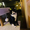 cat, tuxedo_cat, pet, indoor, cat_tree, plush, curious, black_and_white, feline, animal, cute, soft_lighting, bokeh, wood_floor, toy, playful, portrait, domestic_cat, whiskers, ears