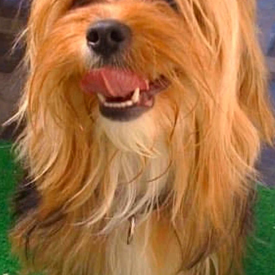 Rasta