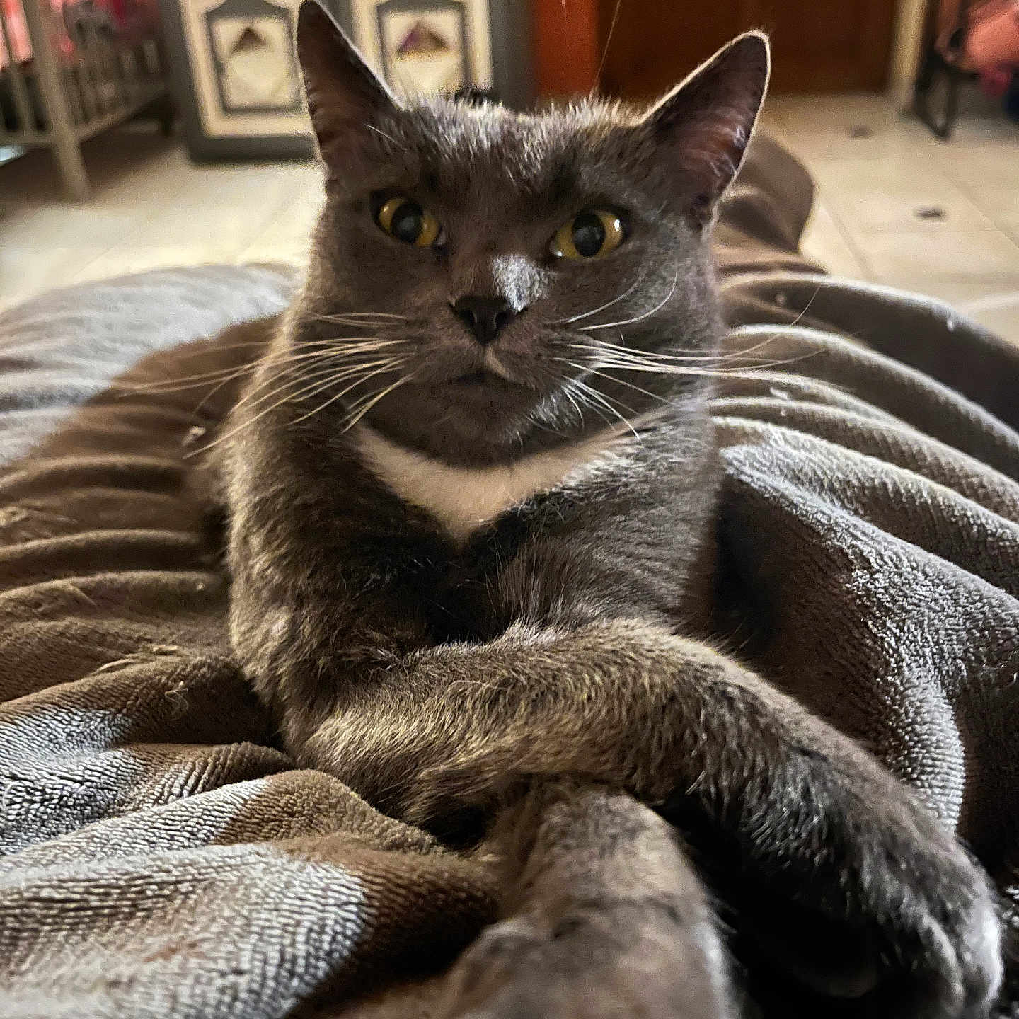 Artémis participe au concours pour gagner de l'argent avec cette photo : abyssinian, animal, architecture, bed, bedroom, blanket, cat, couch, furniture, hardwood, homedecor, indoors, kitten, linen, manx, pet, quilt, room, shelf, wood